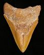 Rare Moroccan Megalodon Tooth - #5416-1
